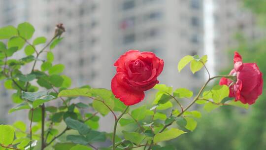 城市内的花——蔷薇