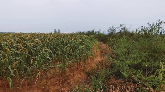 一片即将成熟的谷子地