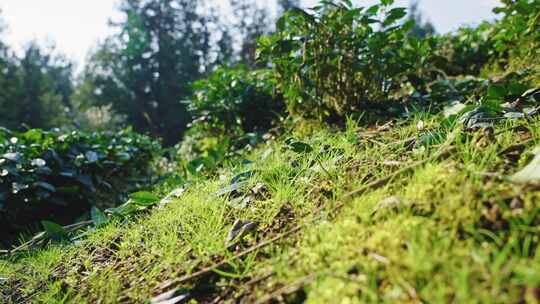 【正版素材】苔藓草地近景微距1552