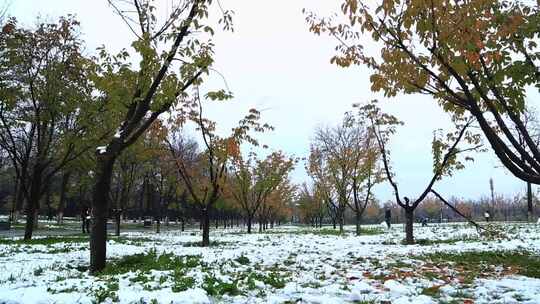 冬天唯美雪景绿叶红花上的雪