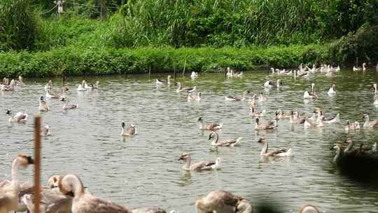 自然湿地：繁盛鹅群的和谐家园视频素材模板下载