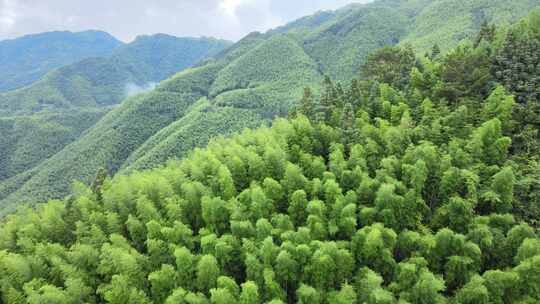 平塘马安竹海航拍 竹林森林云海