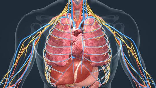 3D 人体 器官 肺脏 心脏 心跳 肝脏