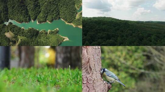 自然生态宣传 航拍原始森林氧吧河流草地鸟儿植物视频素材模板下载