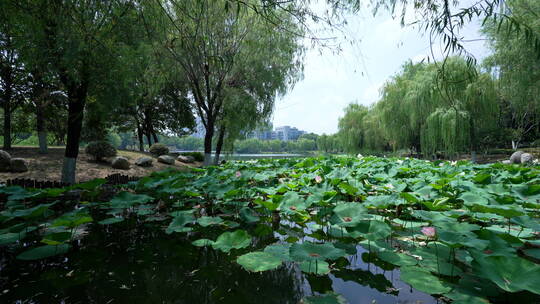 武汉汉口后襄河公园风景