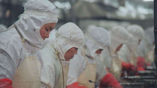 工人穿着防护服在流水线上加工海参