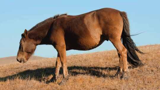 内蒙古乌兰布统景区坝上草原的吃草的马匹