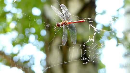 蜻蜓被困在蜘蛛网上