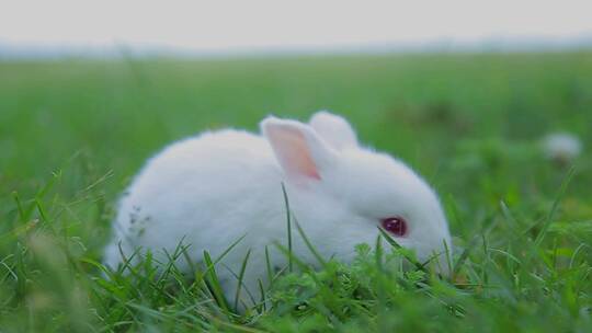兔子 田园兔视频素材模板下载