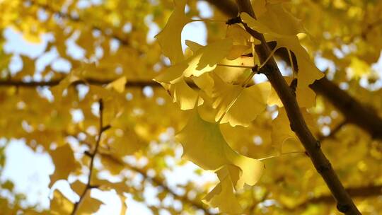 深秋阳光下随风摇曳的银杏树叶