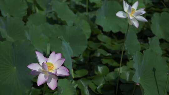 夏天池塘荷花莲花开放夏至立夏