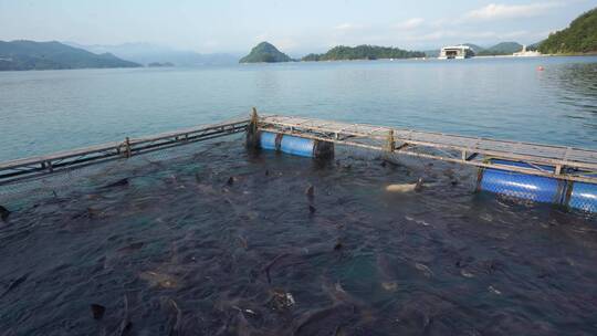 千岛湖淡水鱼网箱生态养殖胖头鱼