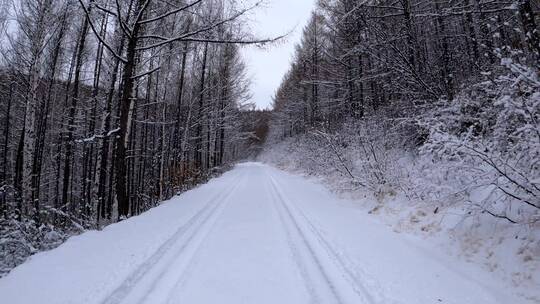 行驶在大兴安岭森林雪路上