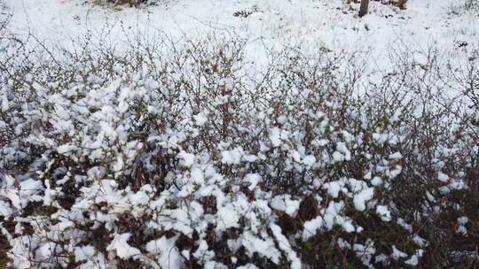 冬季雪 雪花