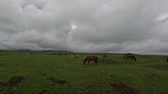 新疆草原牛羊天空风景空镜视频素材