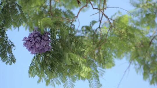 蓝色的天空上紫色的花朵