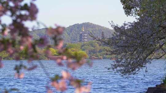 杭州西湖雷峰塔春天风景