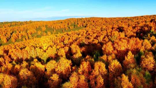 大兴安岭云雾色彩斑斓的森林秋景合集