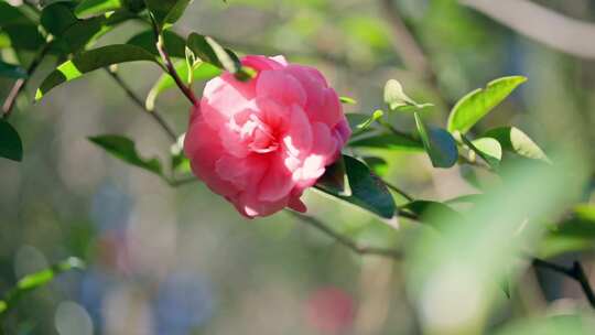 茶花山茶花地拍