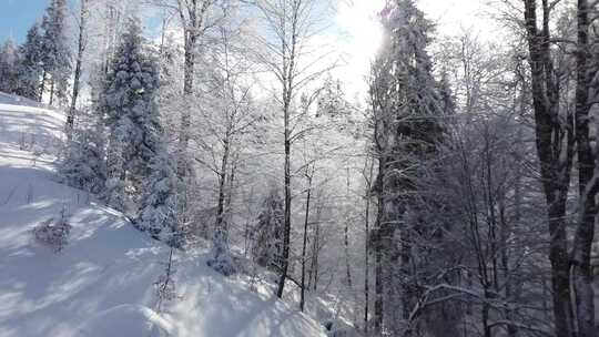 特写雾凇过后的森林大学覆盖白雪