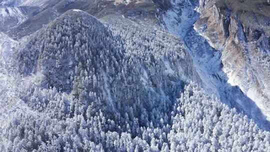 雪山，被雪覆盖的森林