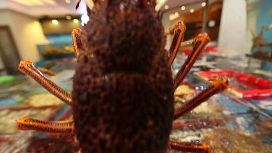 海鲜市场帝王蟹大龙虾基围虾视频素材模板下载