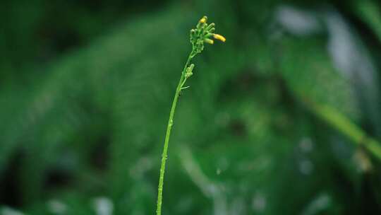 【正版素材】春天植物