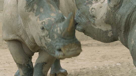 两只犀牛打架特写视频素材模板下载