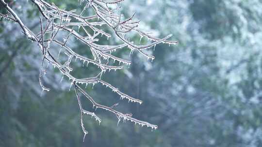 春天树枝冰雪消融