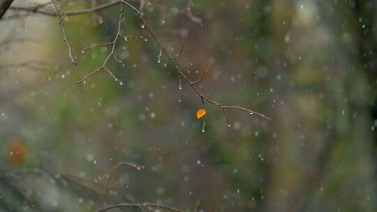 树枝 雪花 雨滴