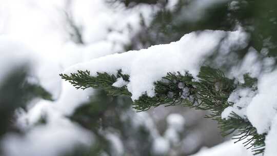 冬天下雪唯美雪景松树枝头被雪覆盖