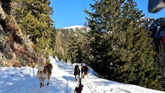 雪橇犬拉着雪橇在山中穿行