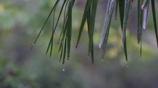 雨水水滴从棕榈树叶滑落