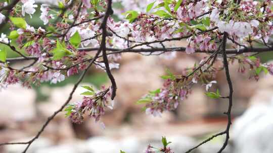 樱花盛开的季节满树樱花横屏素材