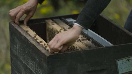 女蜂农打开蜂箱观察蜜蜂