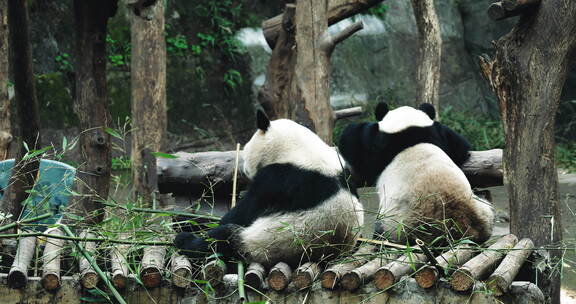 重庆市动物园的国宝大熊猫正在玩耍