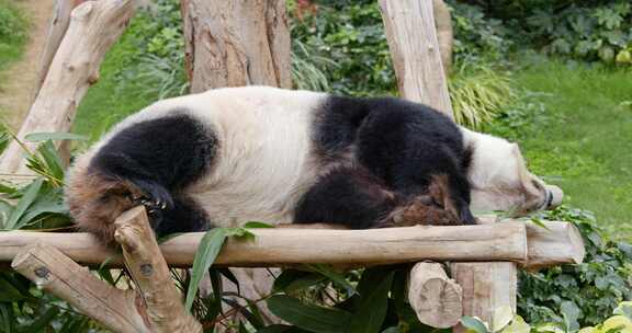 熊猫四脚朝天睡觉，休闲放松