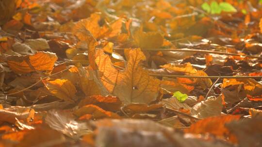 阳光下唯美秋天落叶树林4k视频