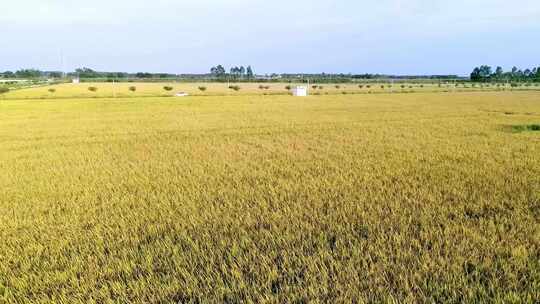 水稻成熟 水稻收割