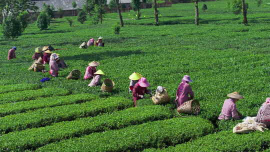 茶农在茶地里采茶