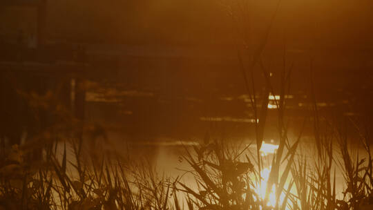 夕阳下波光粼粼的湖面和摇曳的芦苇荡