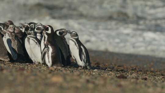 年轻的企鹅蜷缩在海滩上