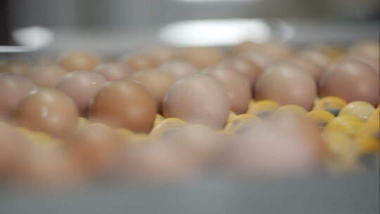 生产线上的鸡蛋视频素材模板下载