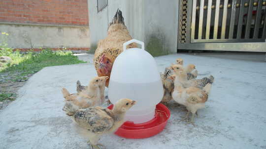 农村家禽散养老母鸡带着小鸡觅食