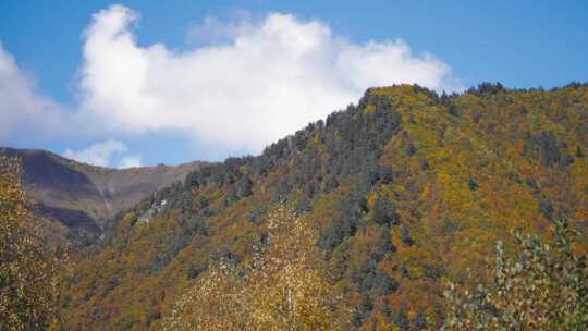 山，森林，树木，秋天