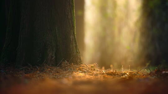 树林中唯美光影慢镜头