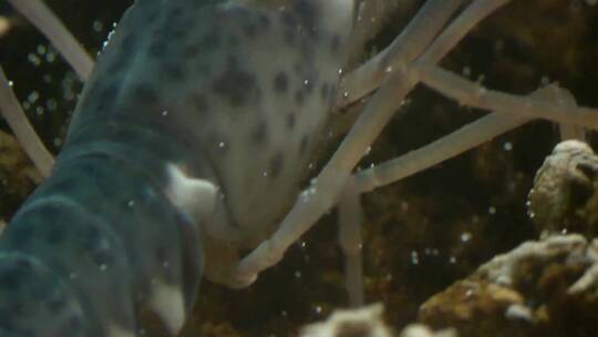 在水族馆拍摄的地中海龙虾的宏观镜头