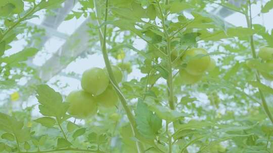 智慧农业 高效农业 大棚新鲜蔬菜 农业科技