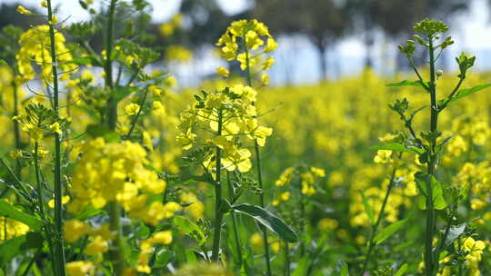 油菜花慢镜头