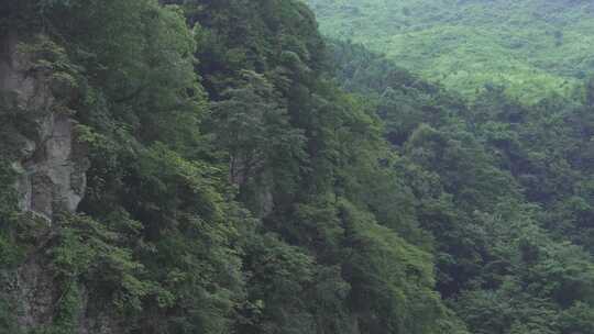 大山险要岩壁林木骏景